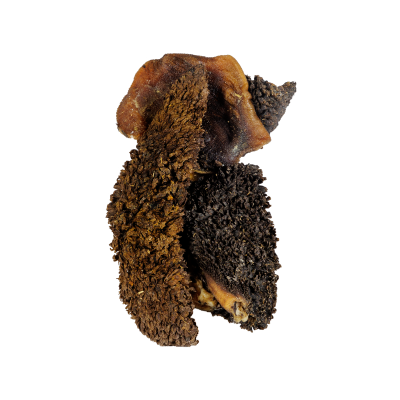 zwacz_wolowy_200 (2).png