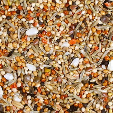 jr-birds-senegalec-individual-950-g (1).jpg